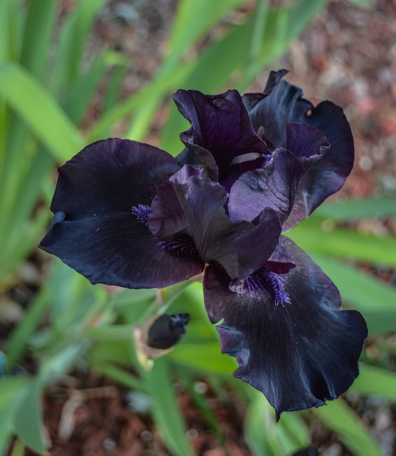 Black Iris Fragrance - USA - 10mls